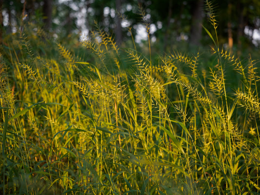 Elymus hystrix (bottlebrush grass)