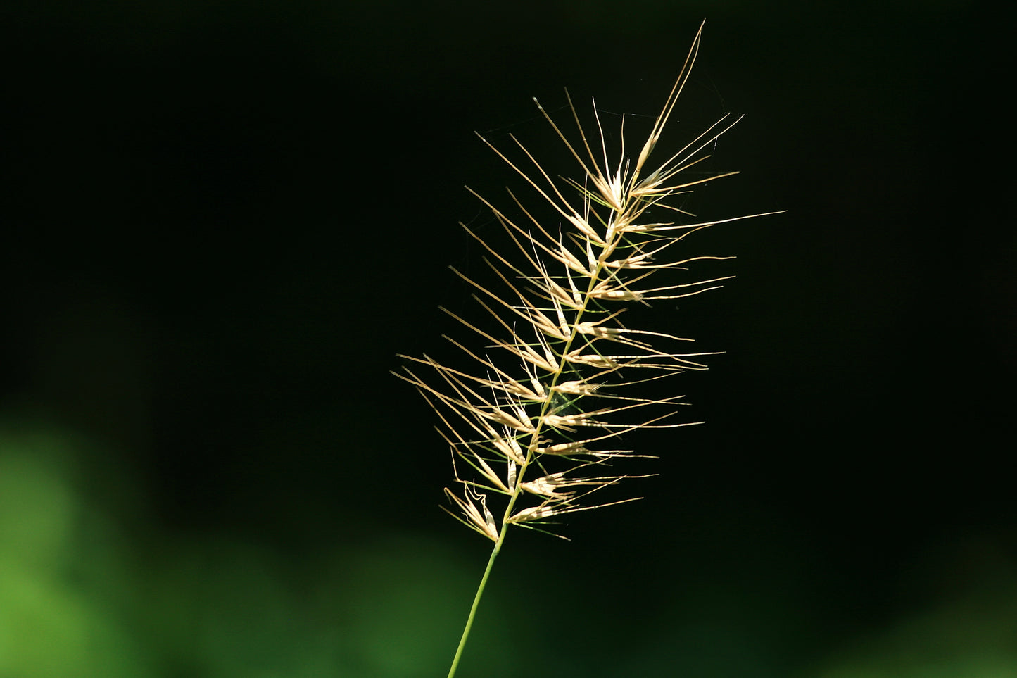 Elymus hystrix (bottlebrush grass)