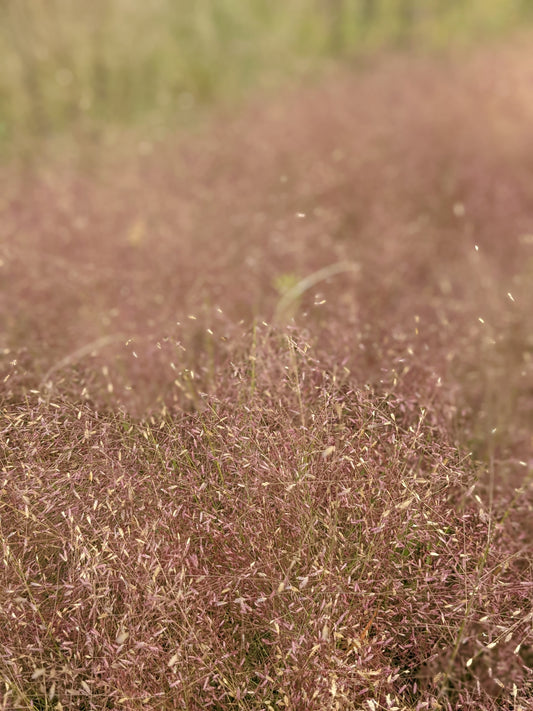 Eragrostis spectabilis (purple love grass)