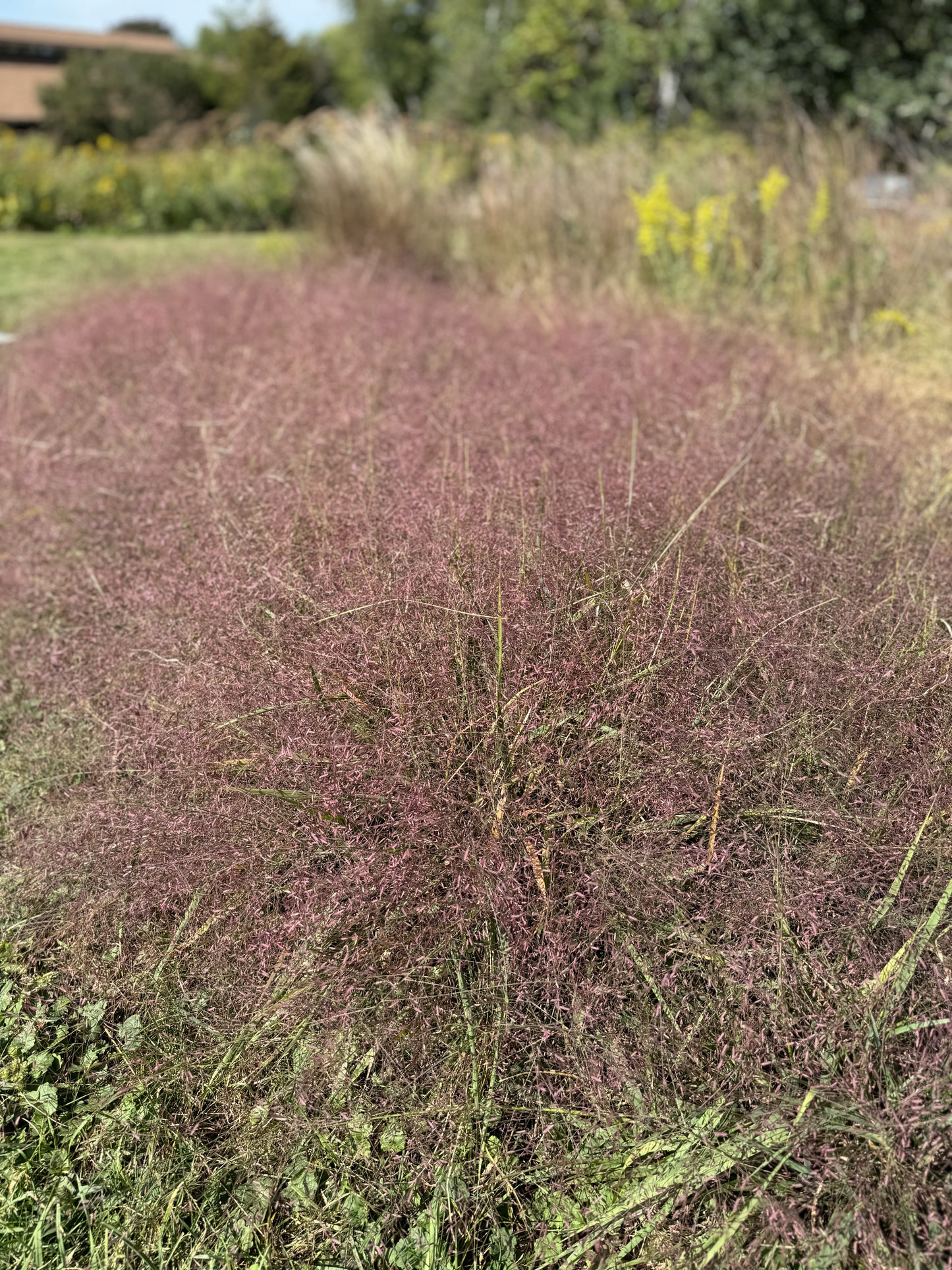 Eragrostis spectabilis (purple love grass)