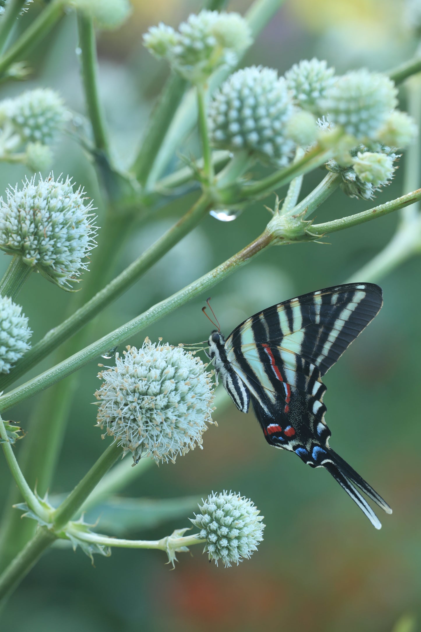 Eryngium yuccifolium (rattlesnake master)