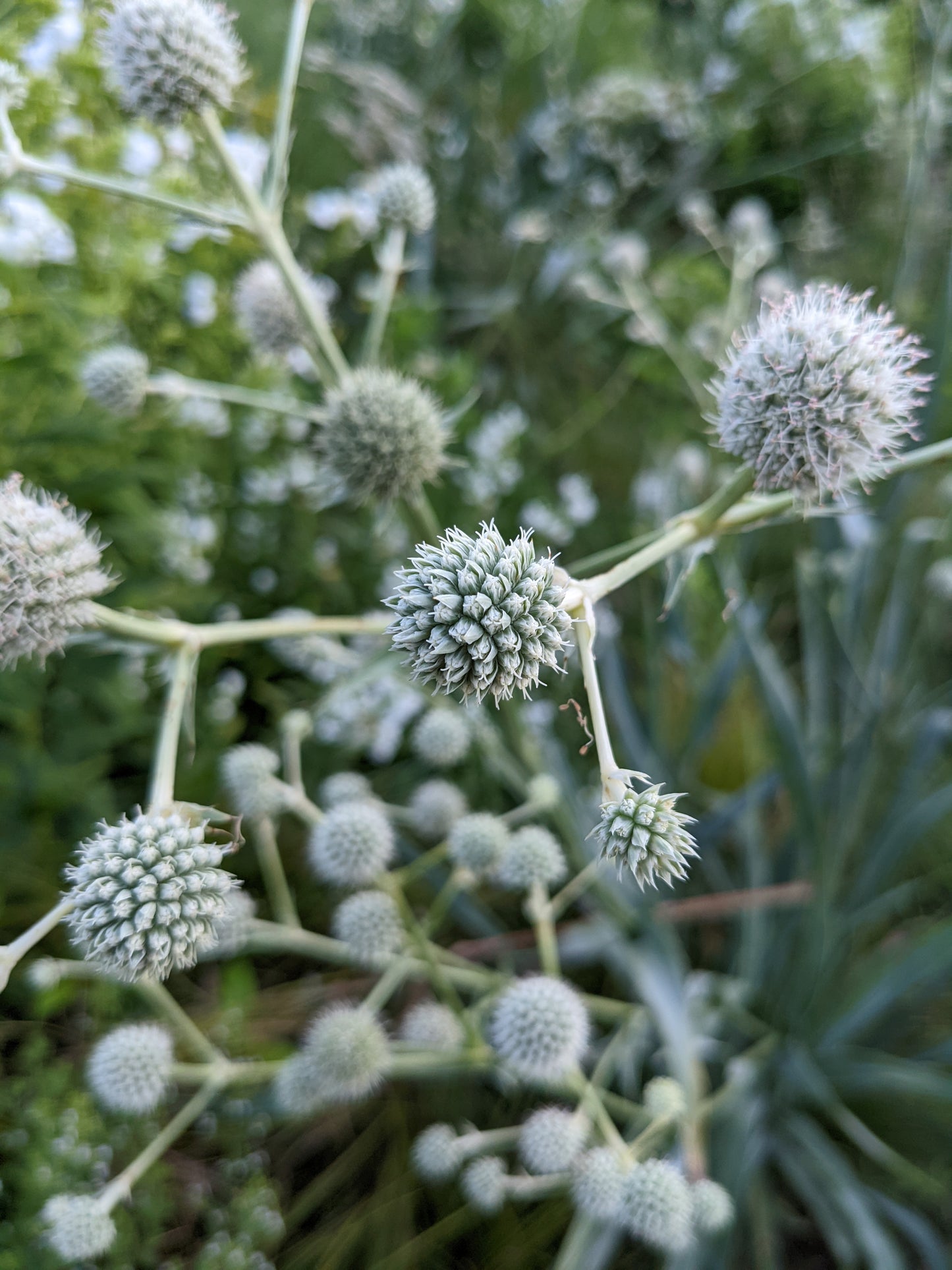 Eryngium yuccifolium (rattlesnake master)