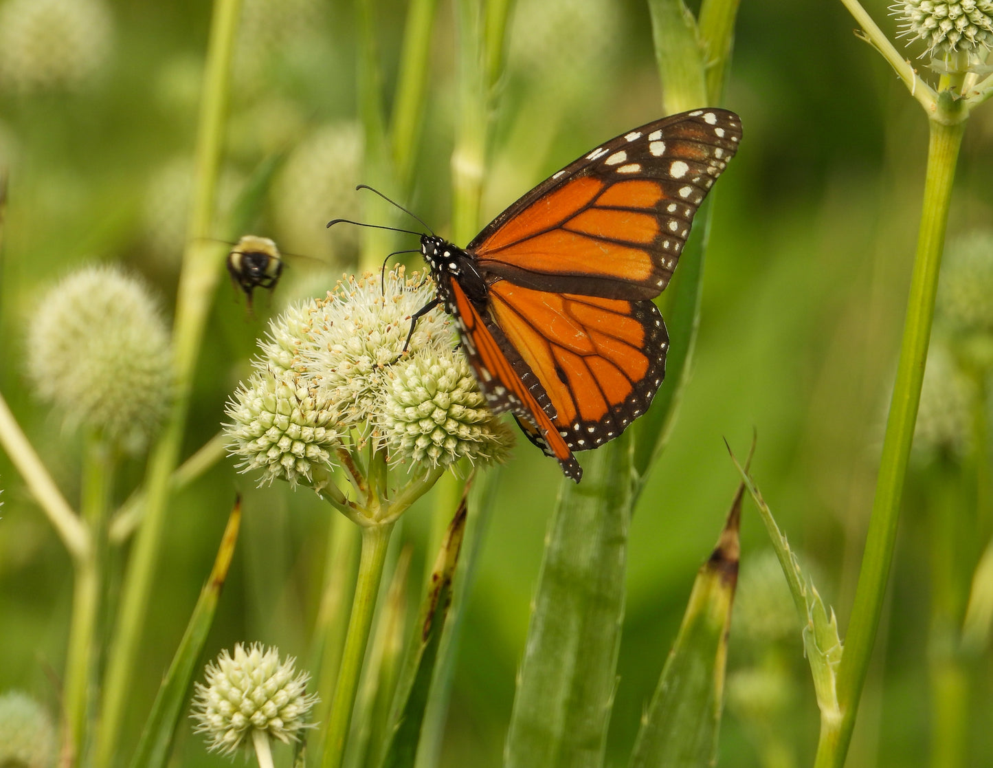 Eryngium yuccifolium (rattlesnake master)