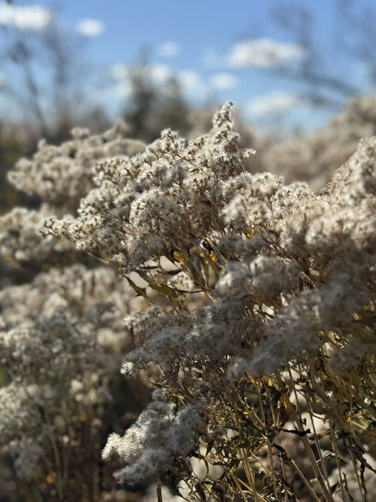 Eupatorium altissimum (tall boneset)