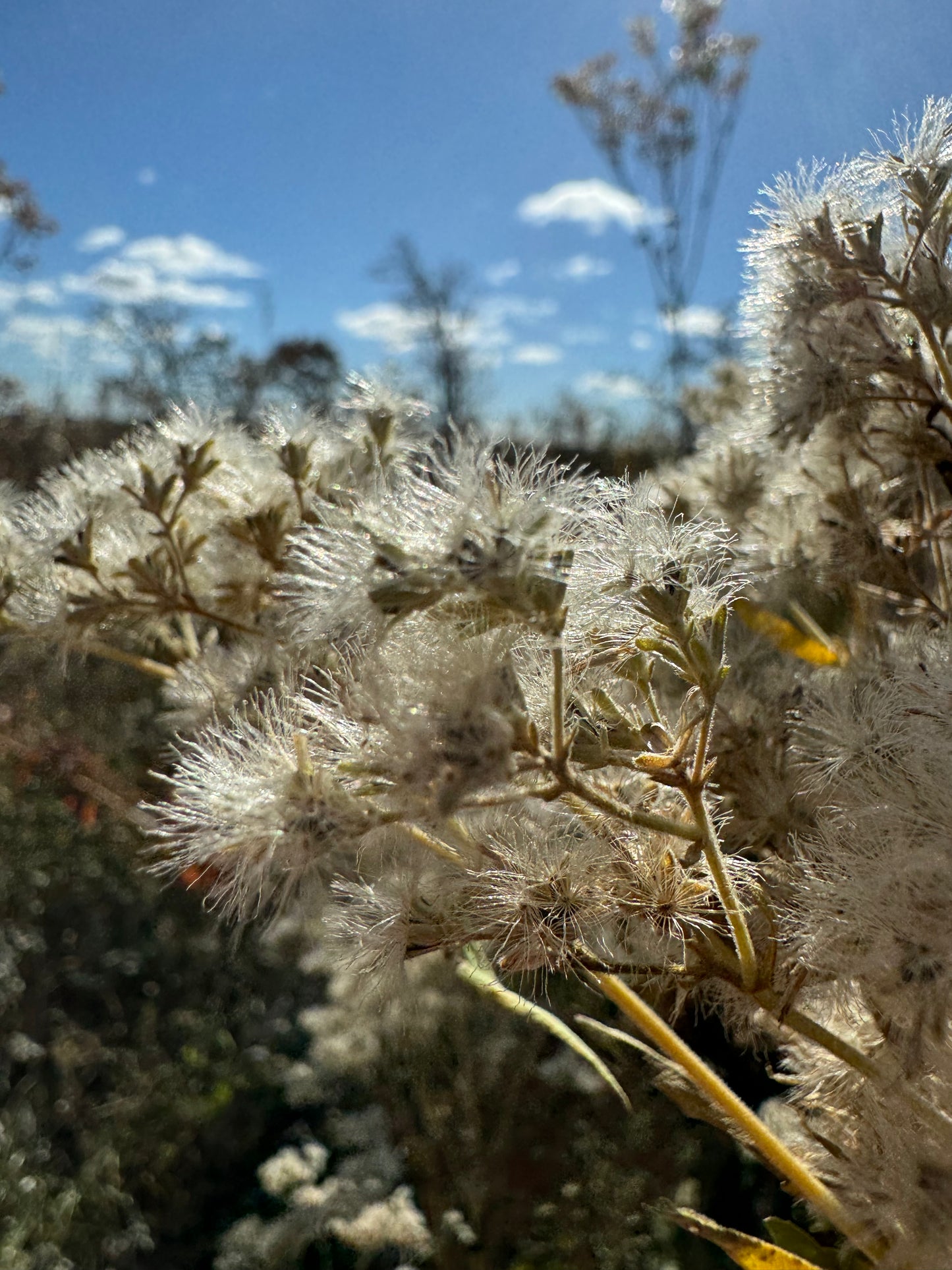 Eupatorium altissimum (tall boneset)