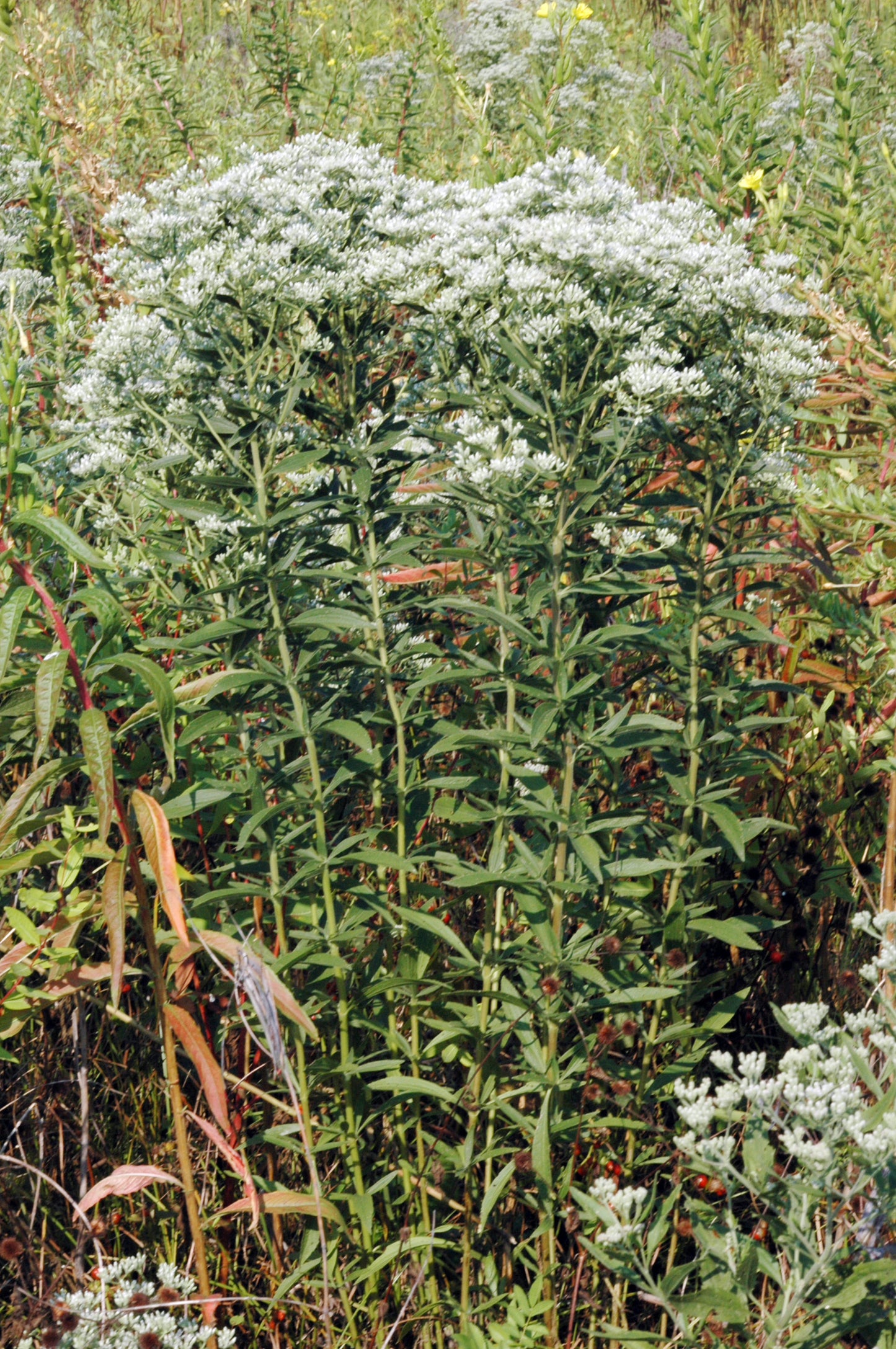 Eupatorium altissimum (tall boneset)