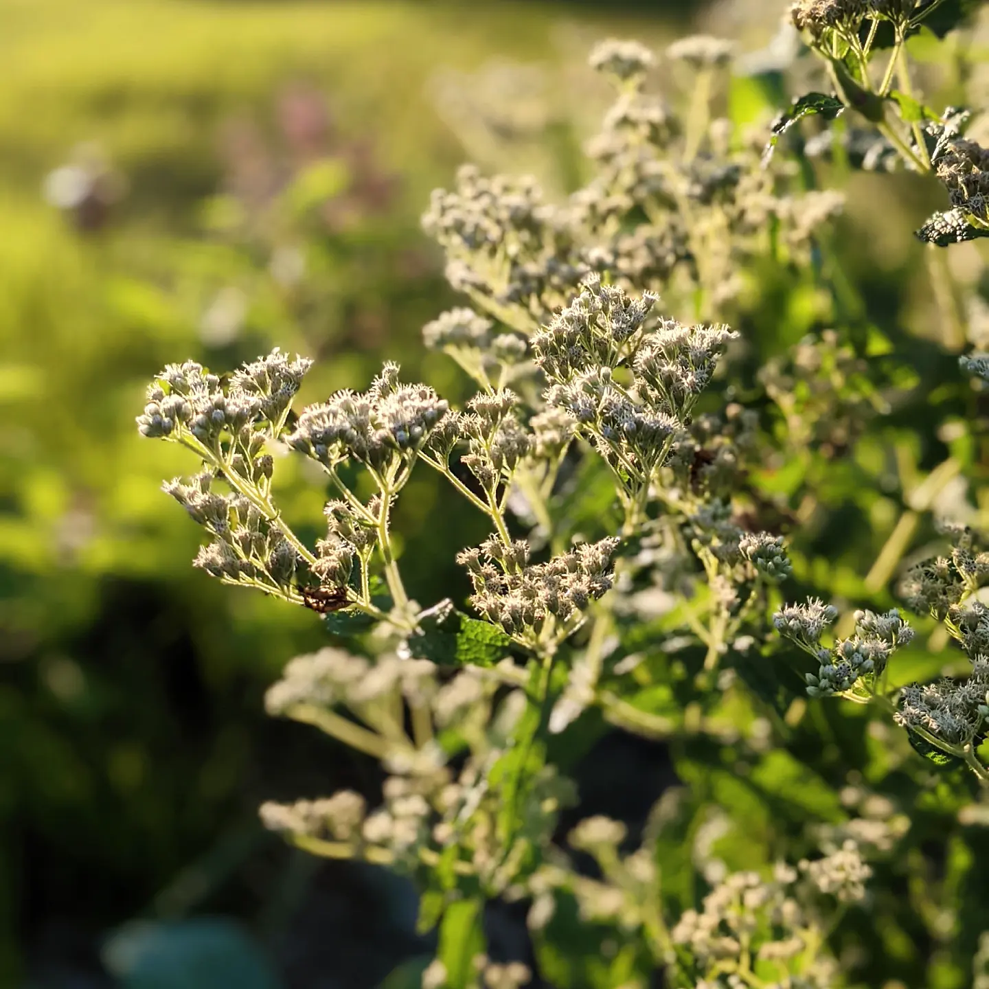 Eupatorium perfoliatum (boneset)