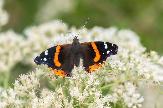 Eupatorium perfoliatum (boneset)