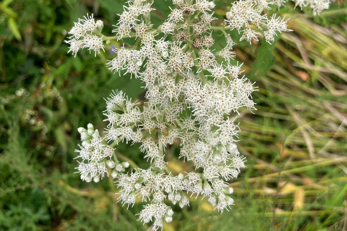 Eupatorium perfoliatum (boneset)