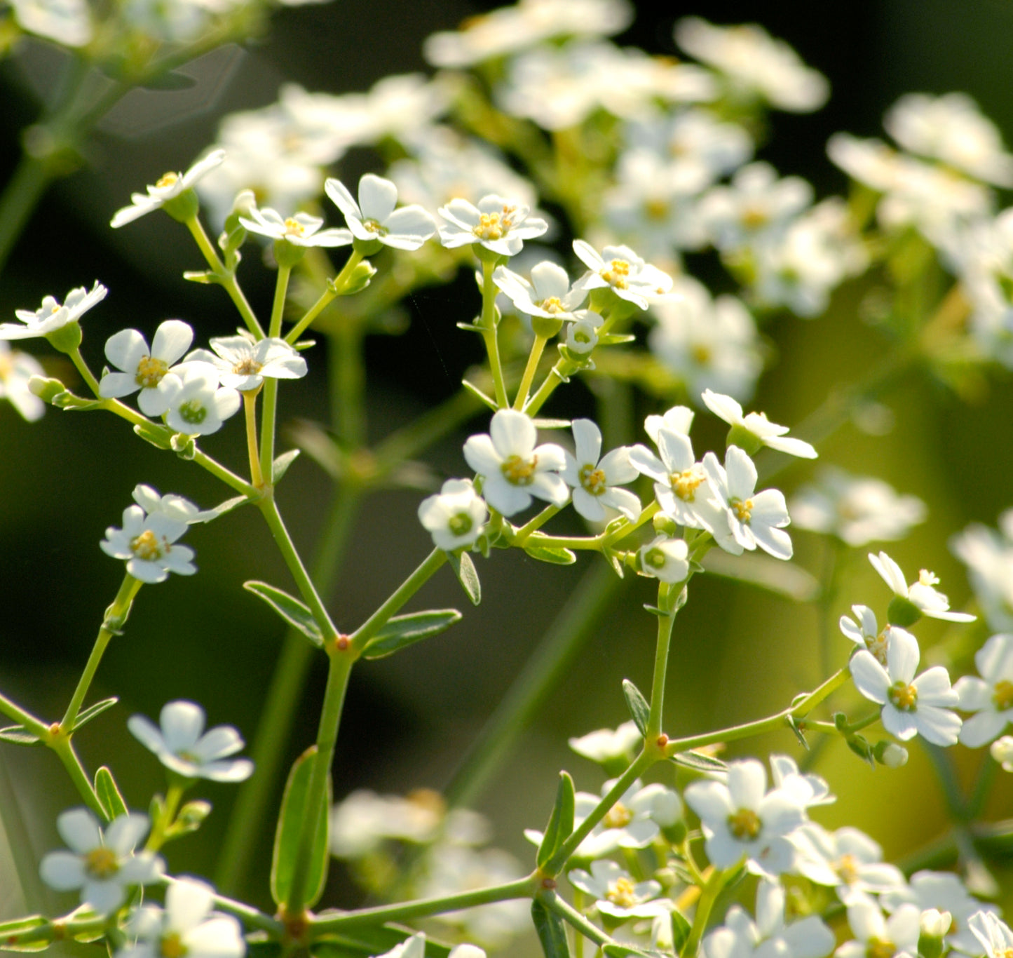 Euphorbia corollata (flowering spurge)