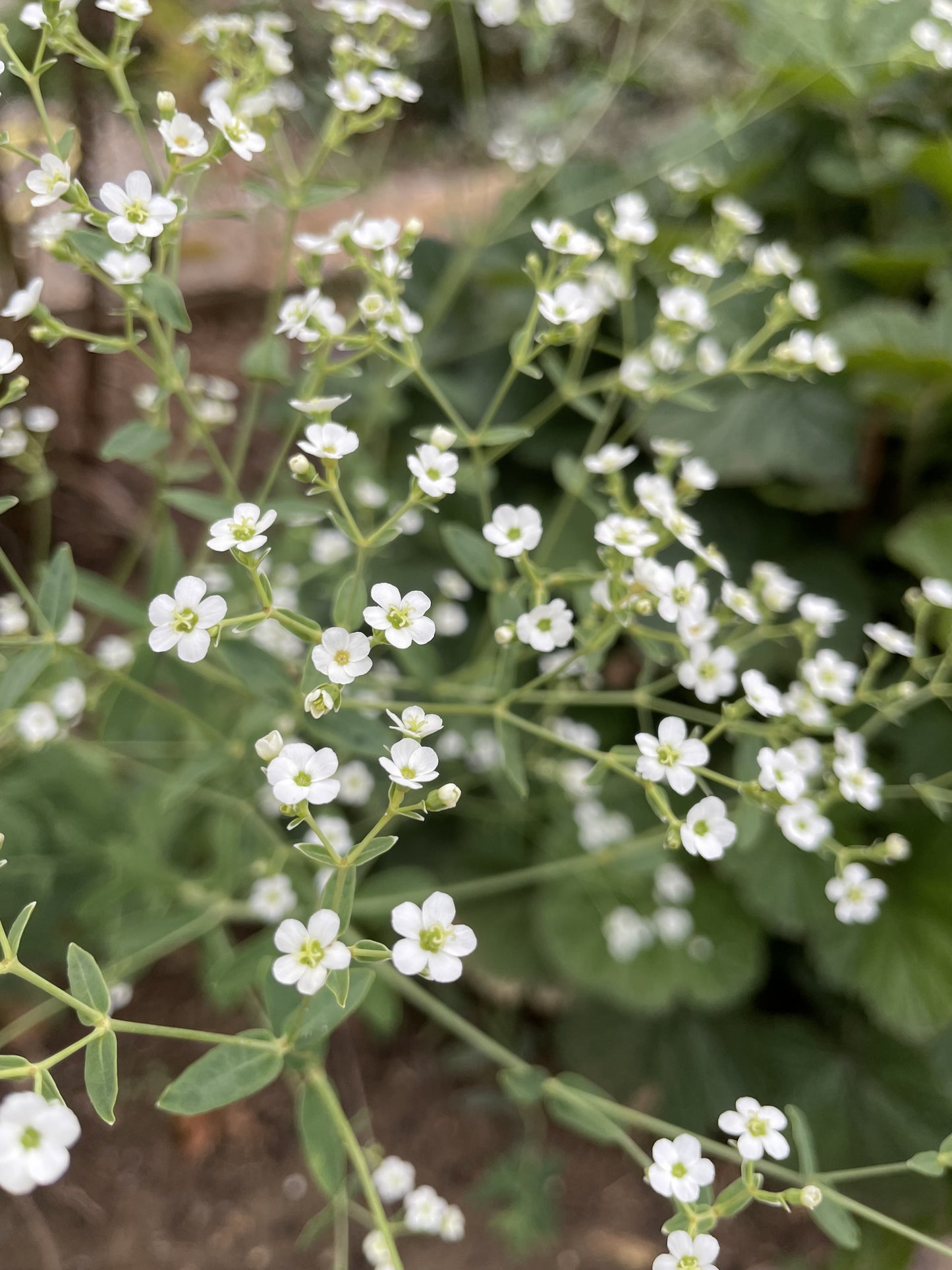 Euphorbia corollata (flowering spurge)