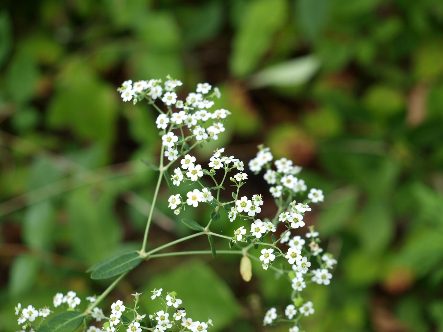 Euphorbia corollata (flowering spurge)