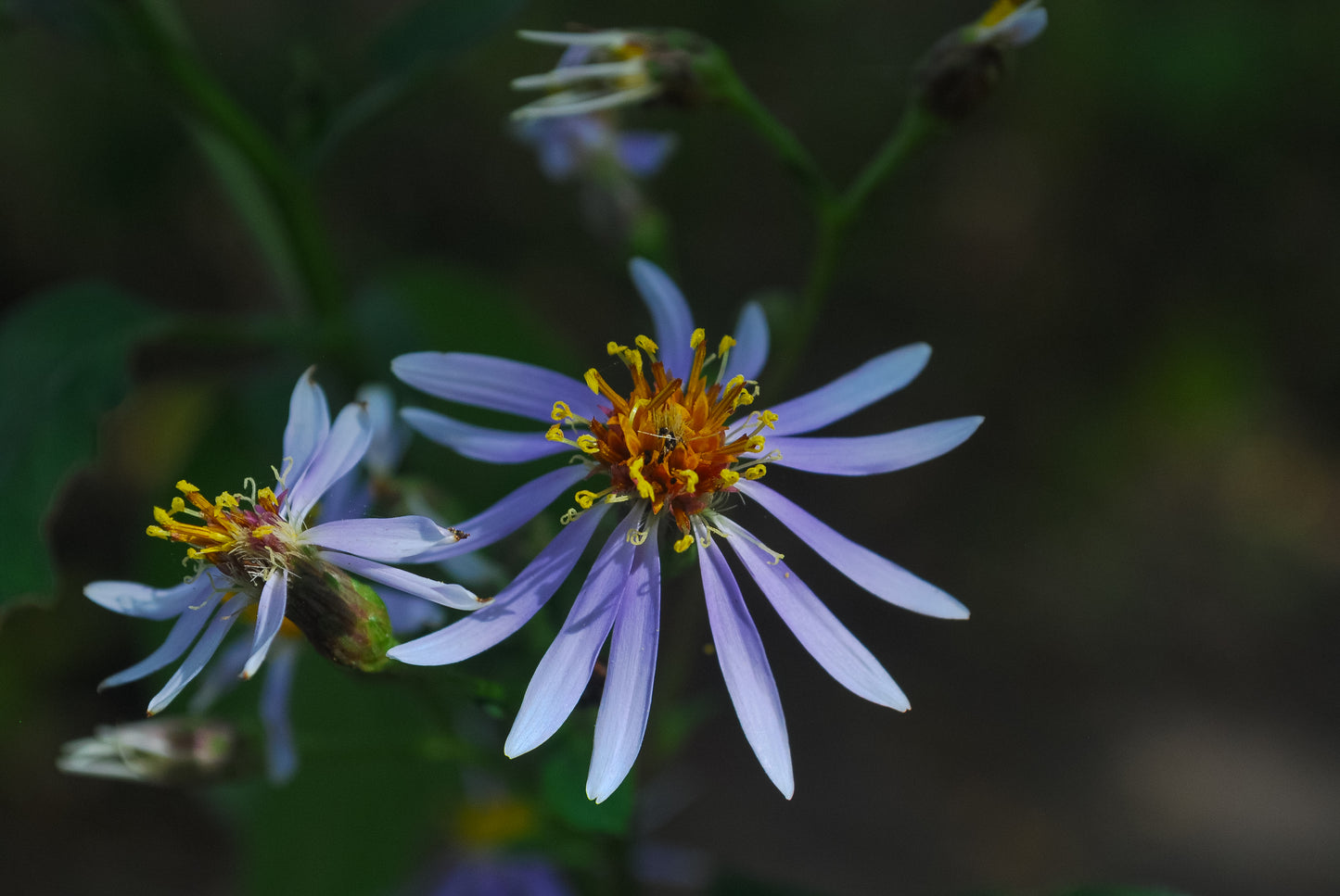 Eurybia macrophylla (big-leaved aster)