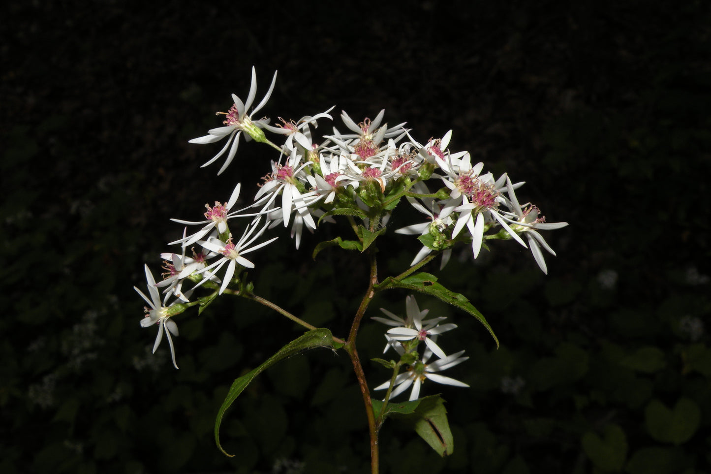 Eurybia macrophylla (big-leaved aster)