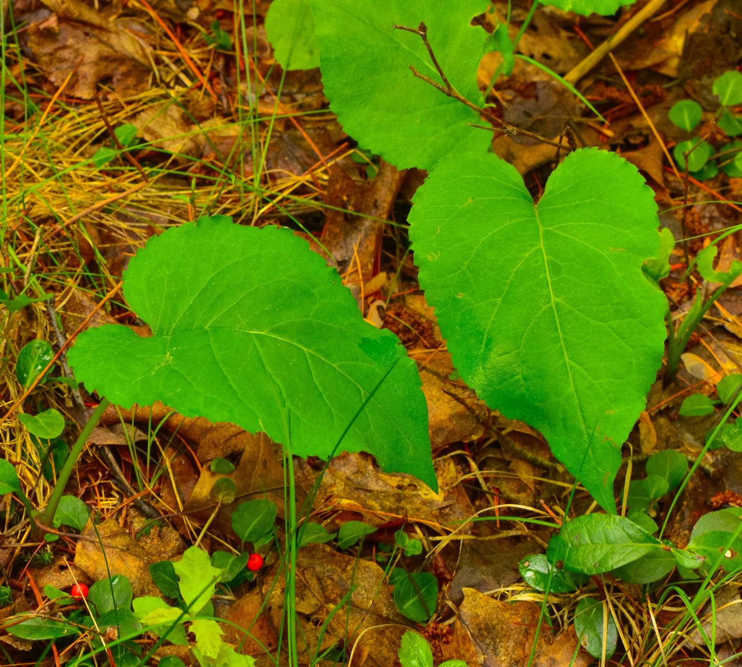 Eurybia macrophylla (big-leaved aster)