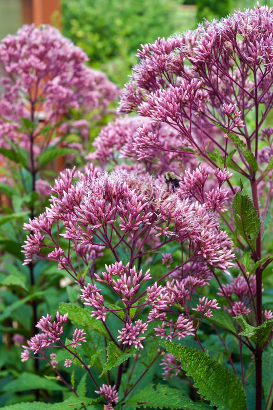 Eutrochium maculatum (Joe-Pye weed)