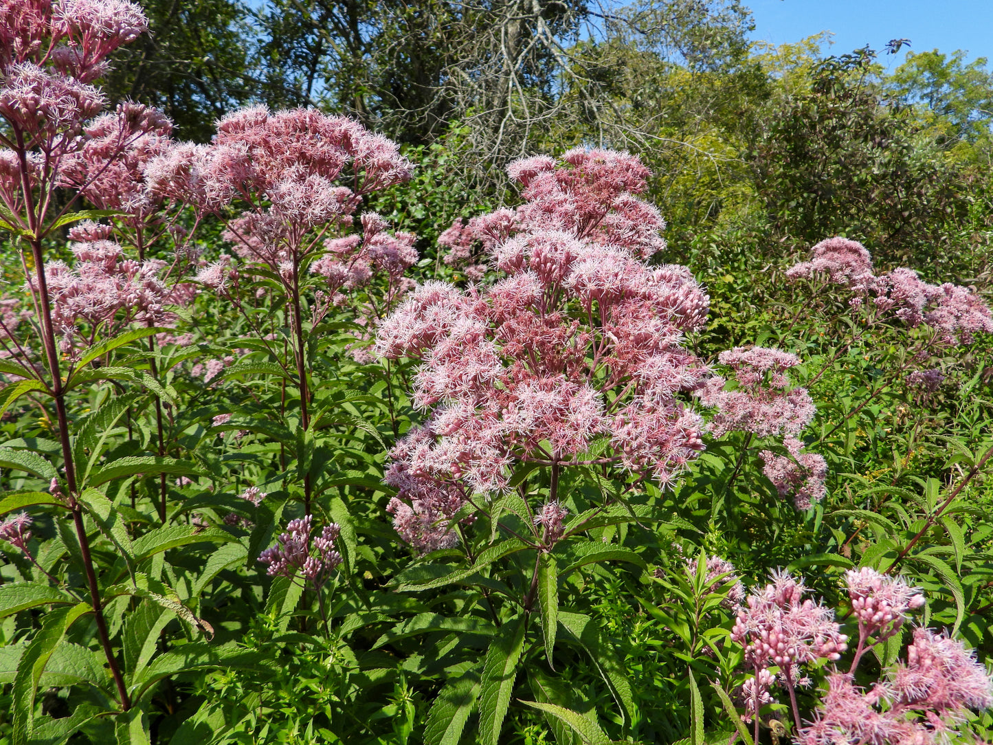 Eutrochium maculatum (Joe-Pye weed)