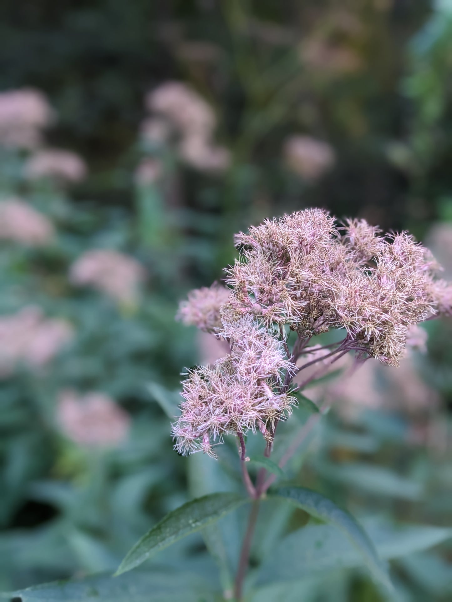 Eutrochium maculatum (Joe-Pye weed)