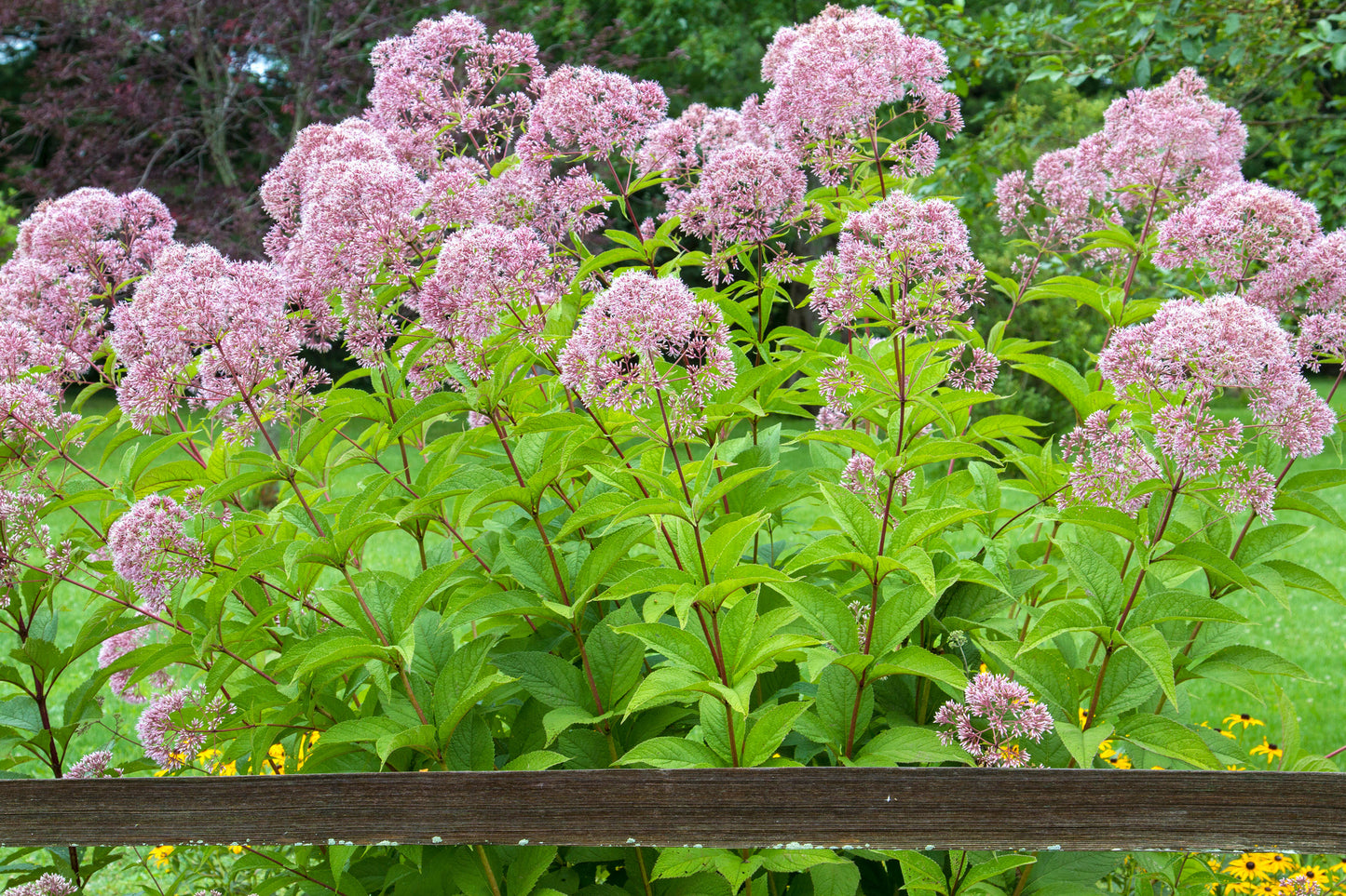 Eutrochium purpureum (sweet Joe-Pye weed)