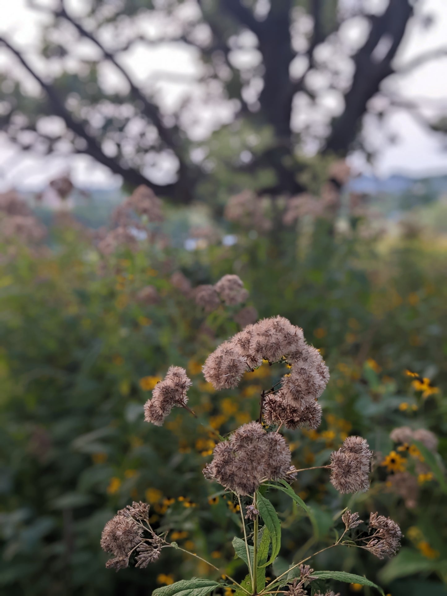 Eutrochium purpureum (sweet Joe-Pye weed)