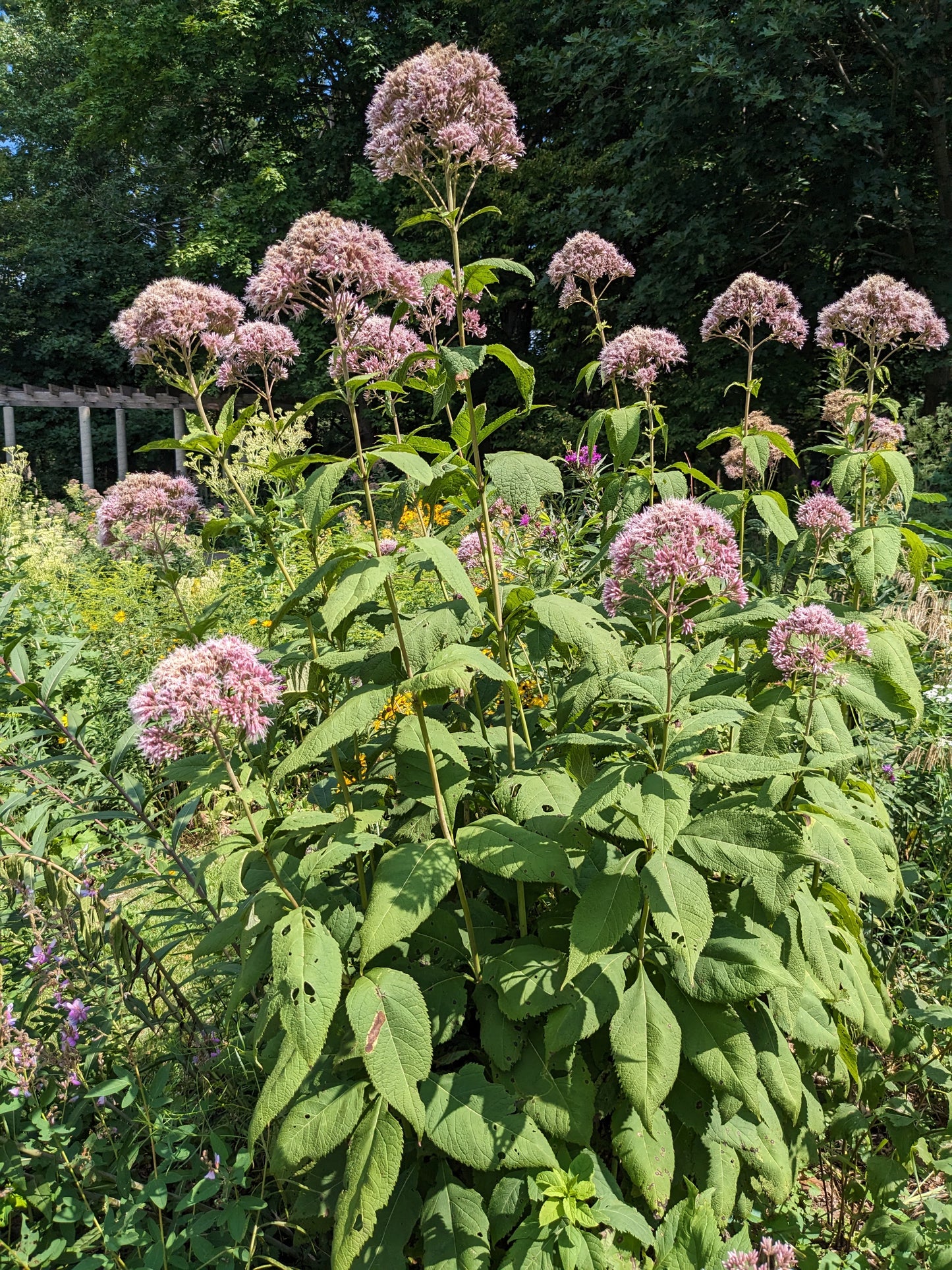 Eutrochium purpureum (sweet Joe-Pye weed)