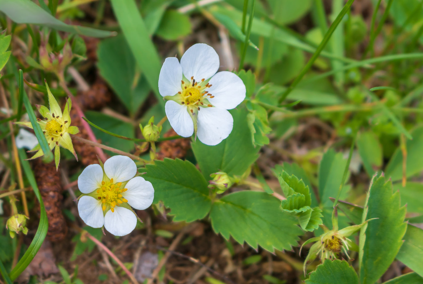 Fragaria virginiana (wild strawberry)