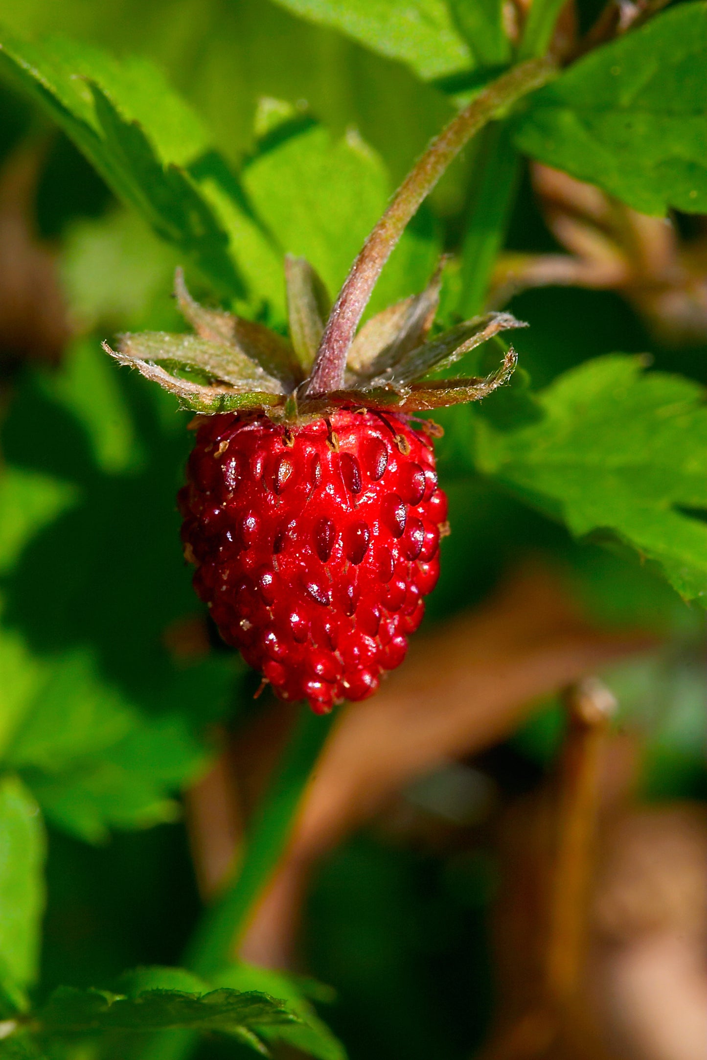 Fragaria virginiana (wild strawberry)