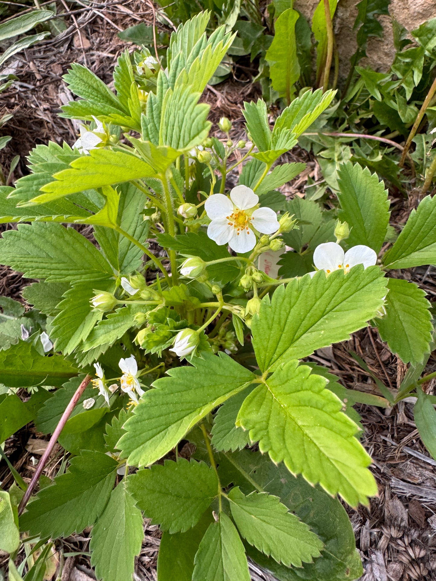 Fragaria virginiana (wild strawberry)