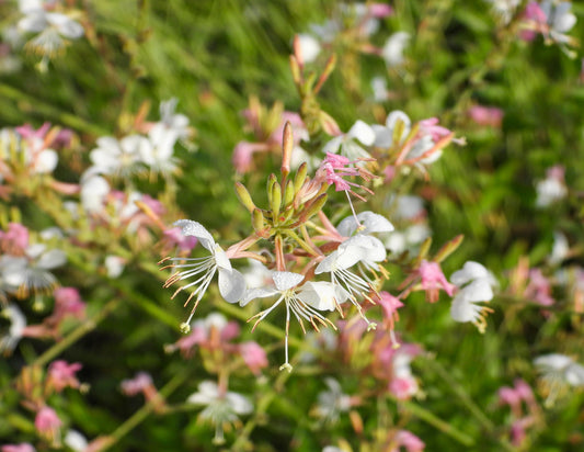 Gaura biennis (biennial gaura)