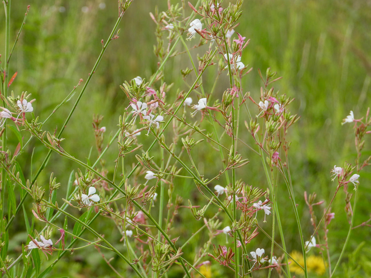 Gaura biennis (biennial gaura)