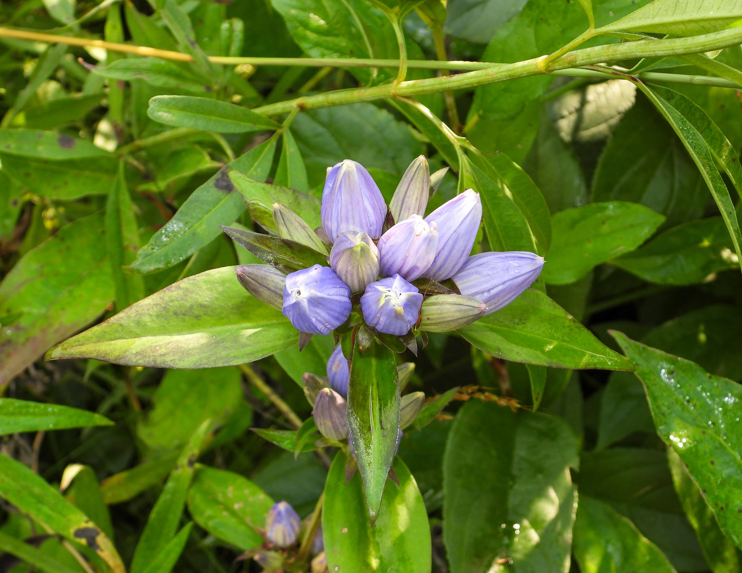 Gentiana andrewsii (bottle gentian)