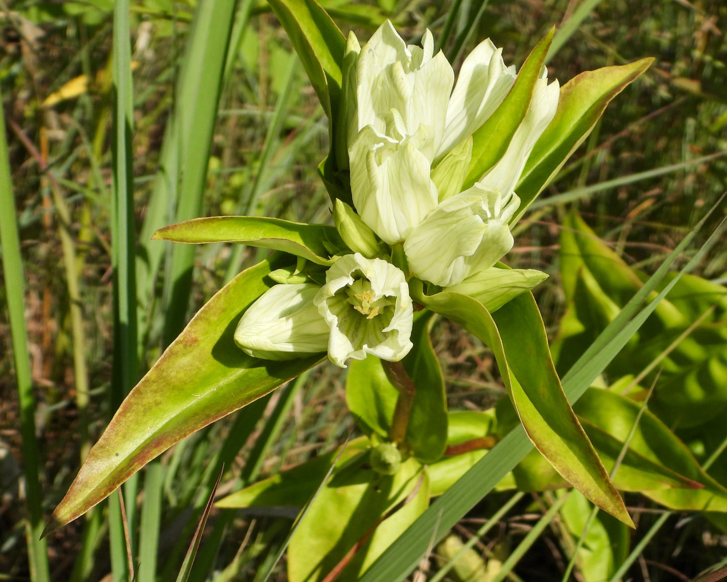 Gentiana flavida (cream gentian)