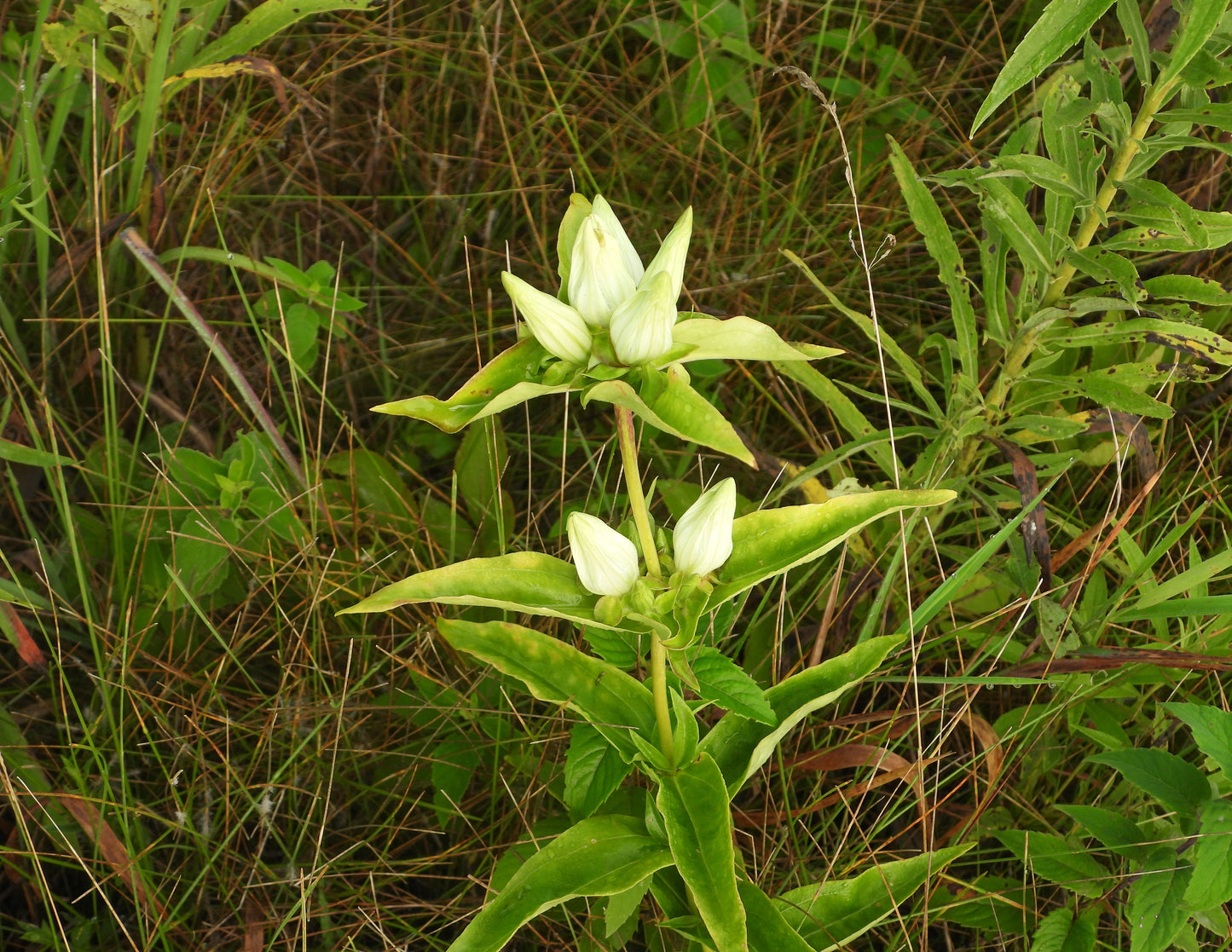 Gentiana flavida (cream gentian)