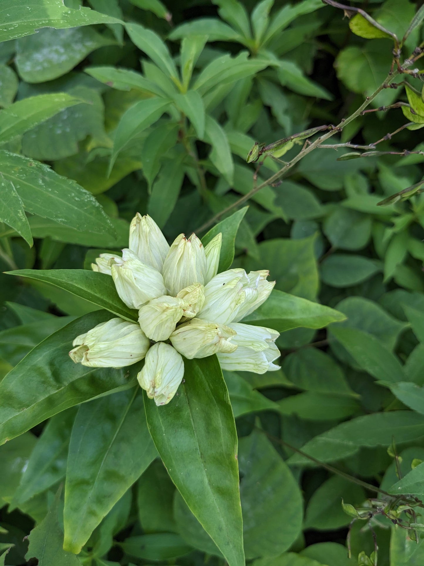 Gentiana flavida (cream gentian)