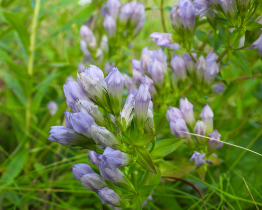 Gentianella quinquefolia (stiff gentian)