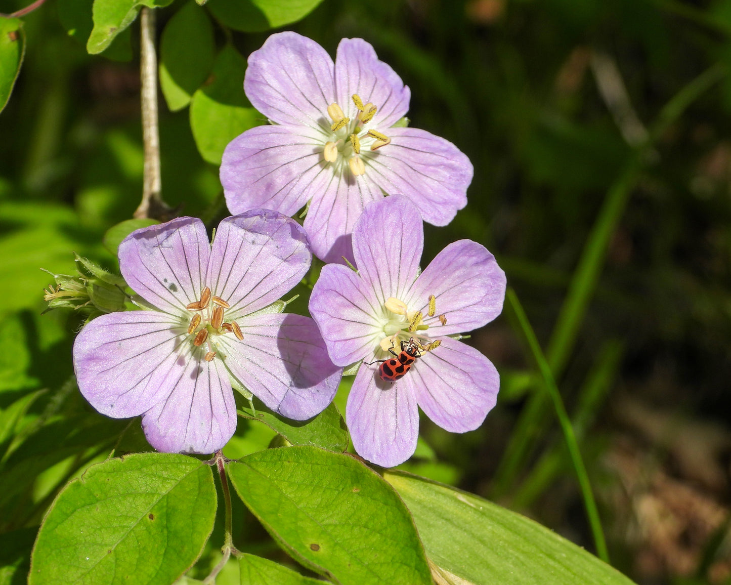 Geranium maculatum (wild geranium)