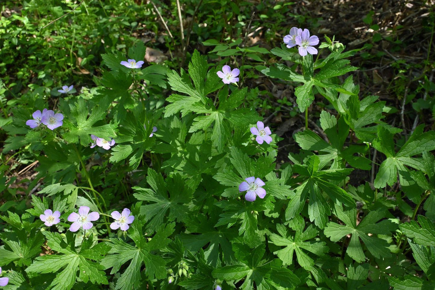 Geranium maculatum (wild geranium)