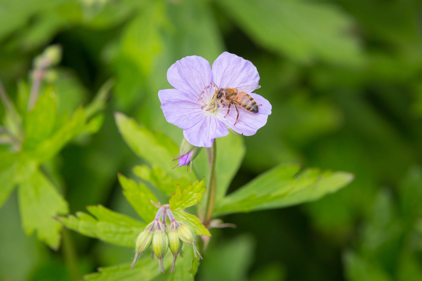 Geranium maculatum (wild geranium)