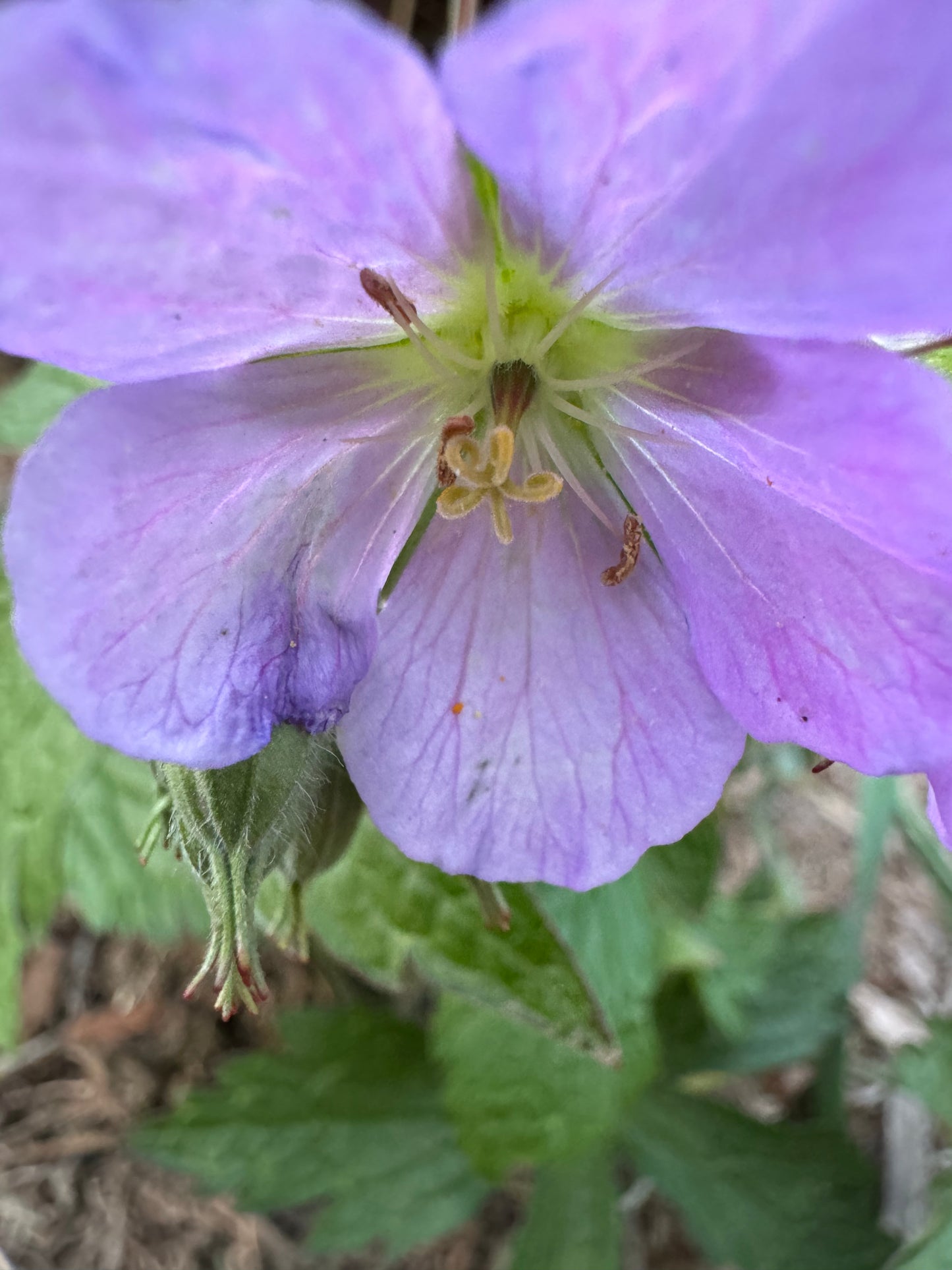 Geranium maculatum (wild geranium)