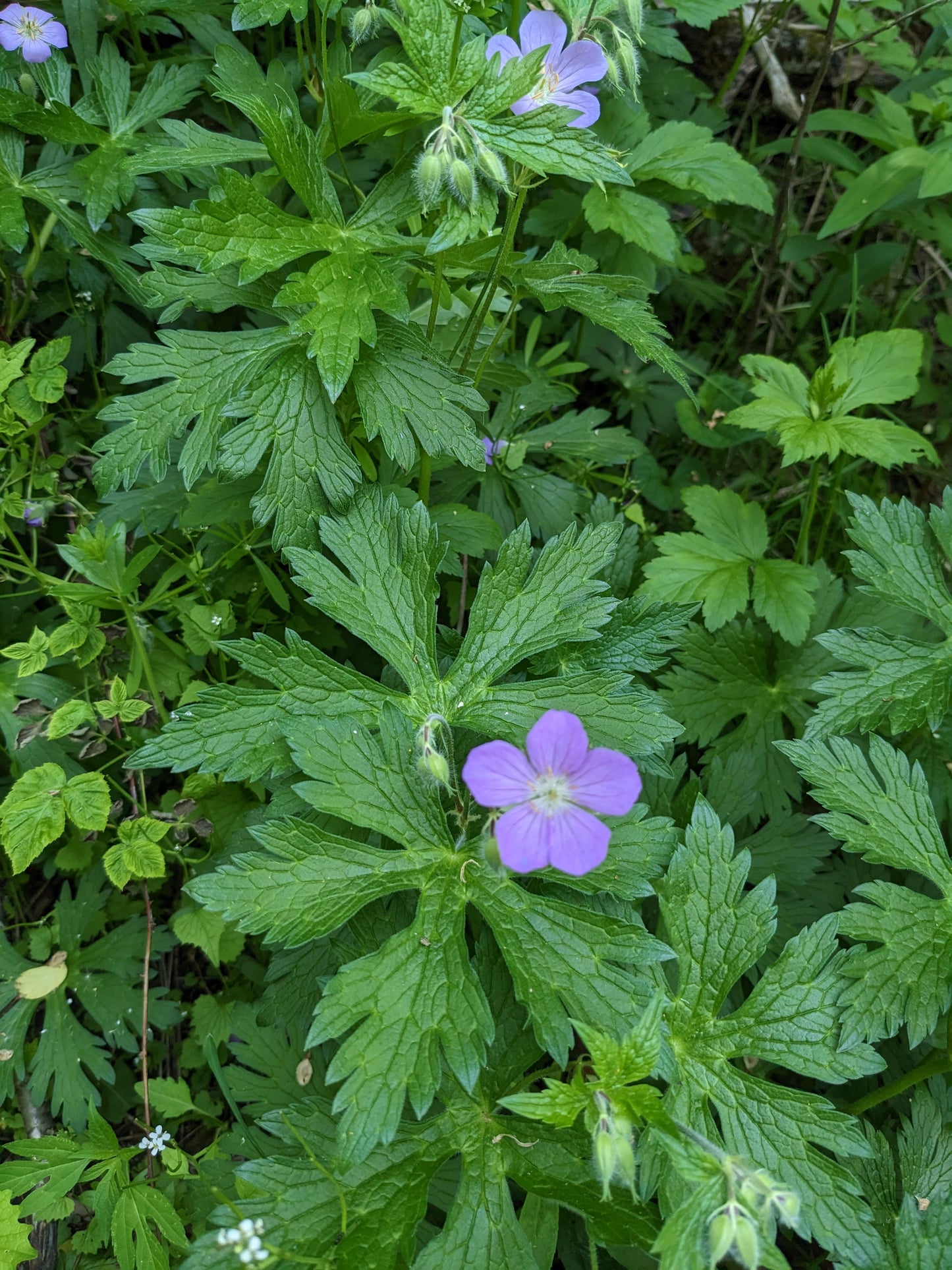 Geranium maculatum (wild geranium)