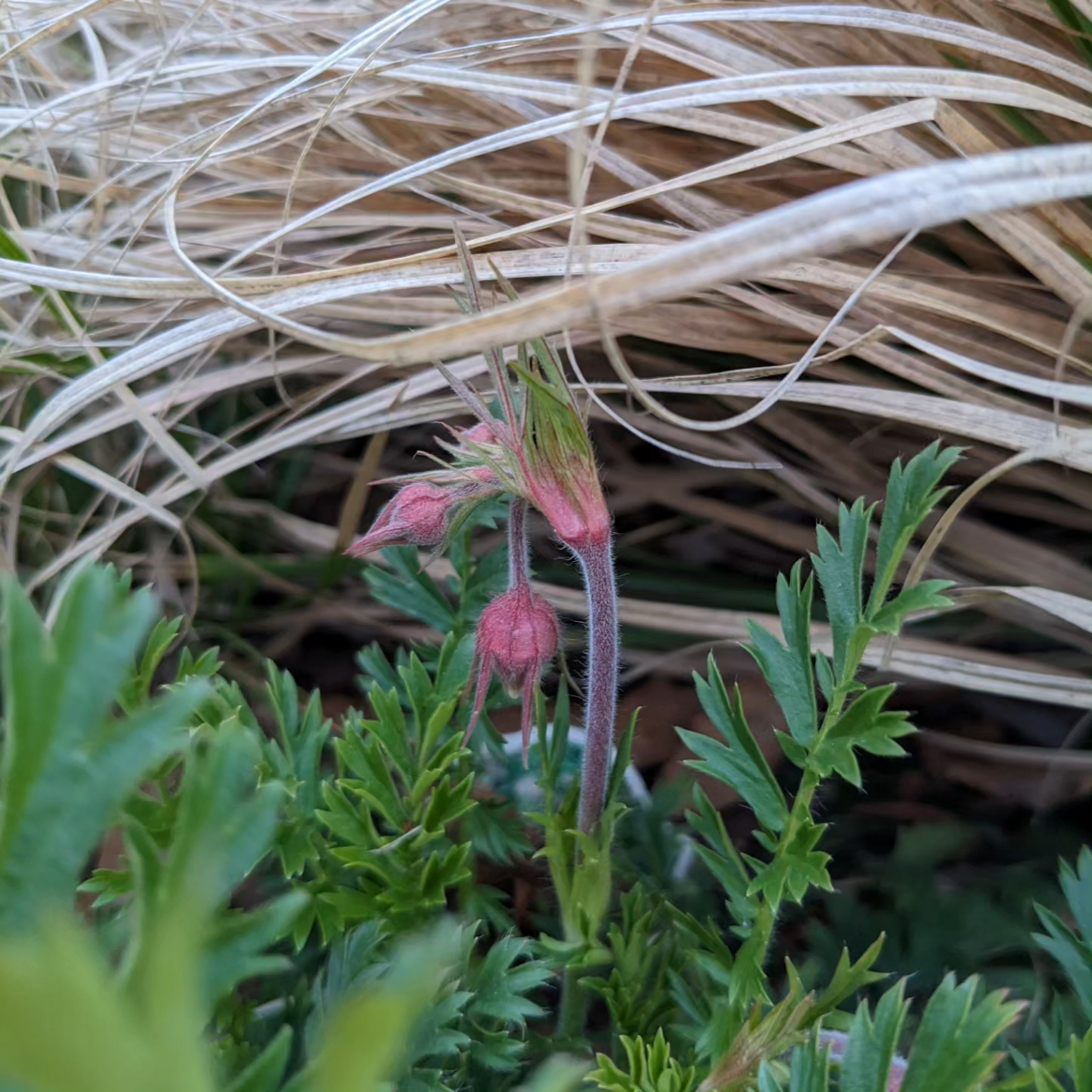 Geum triflorum (prairie smoke)