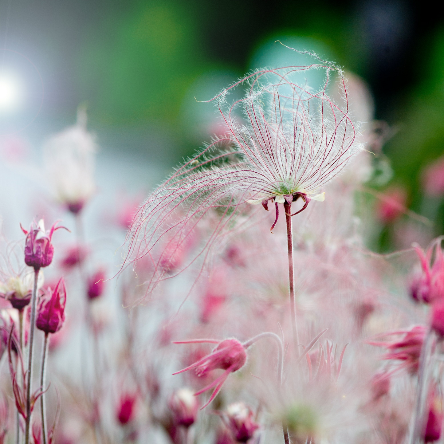 Geum triflorum (prairie smoke)