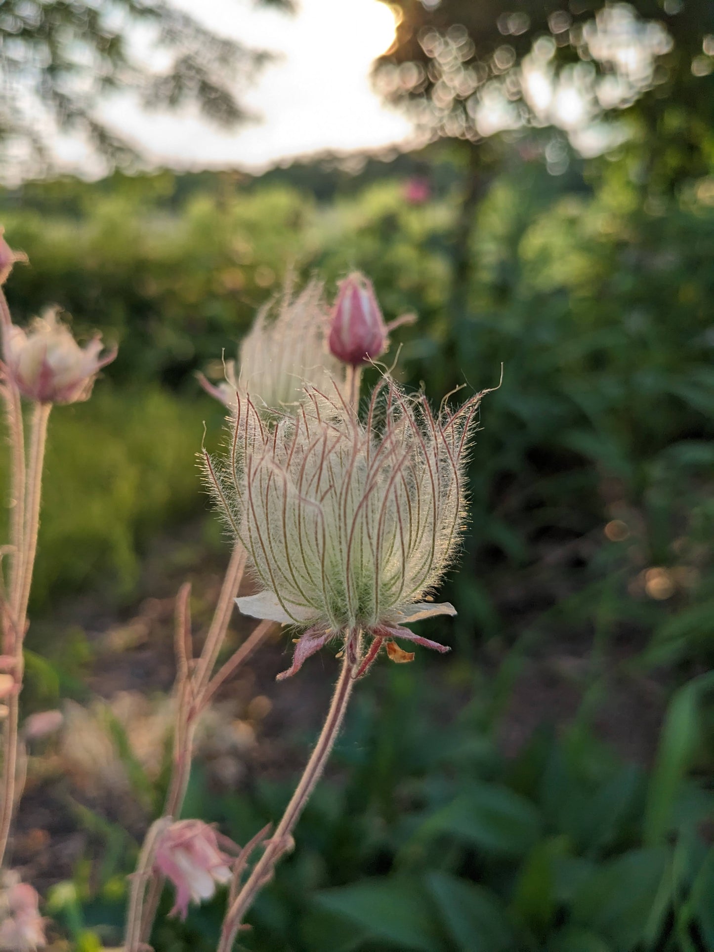 Geum triflorum (prairie smoke)