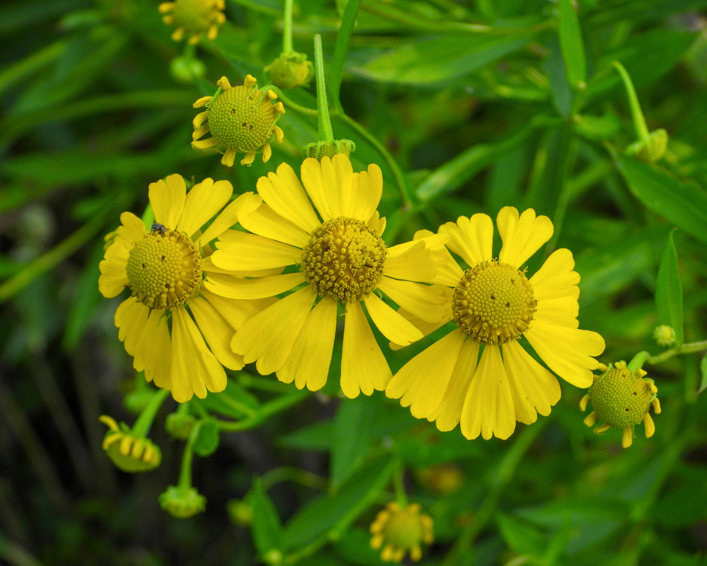 Helenium autumnale (sneezeweed)