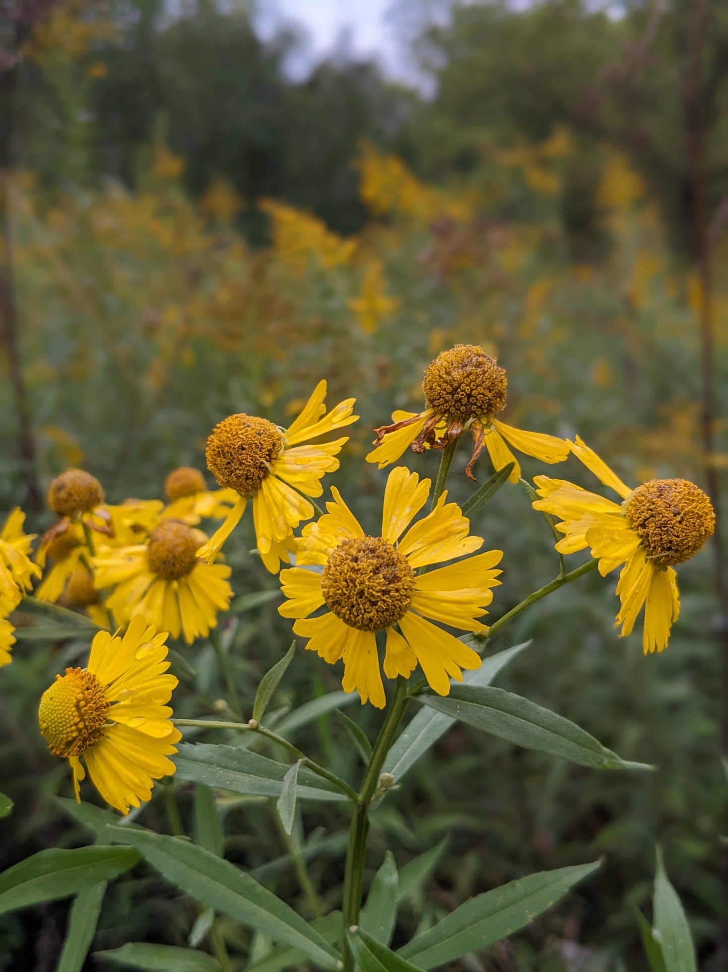 Helenium autumnale (sneezeweed)