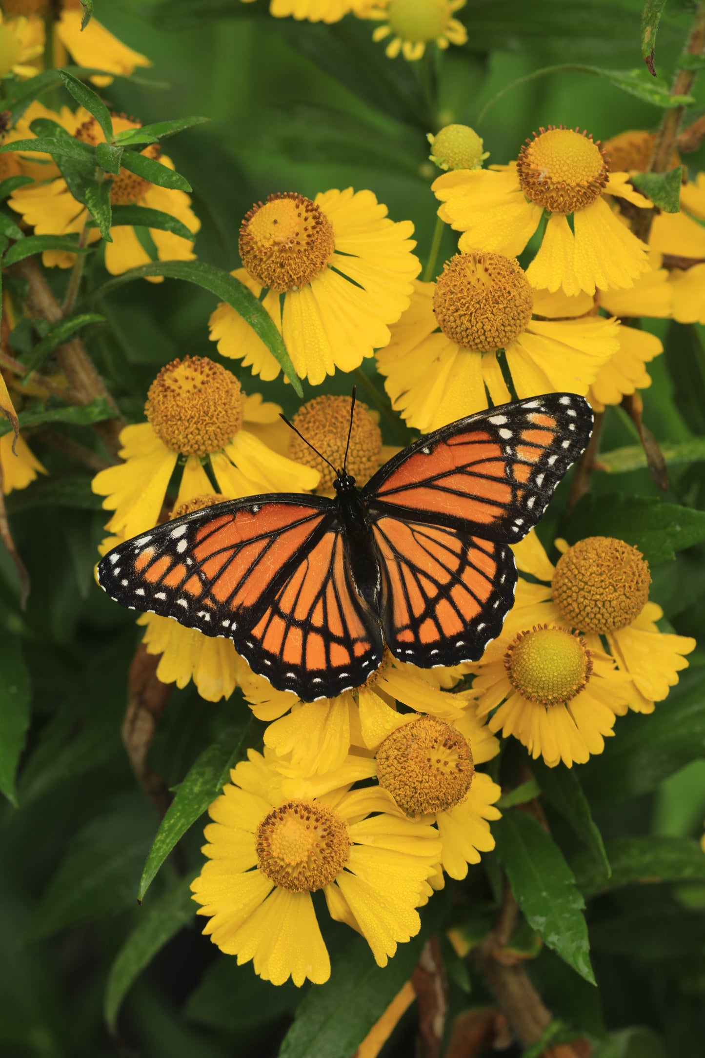 Helenium autumnale (sneezeweed)