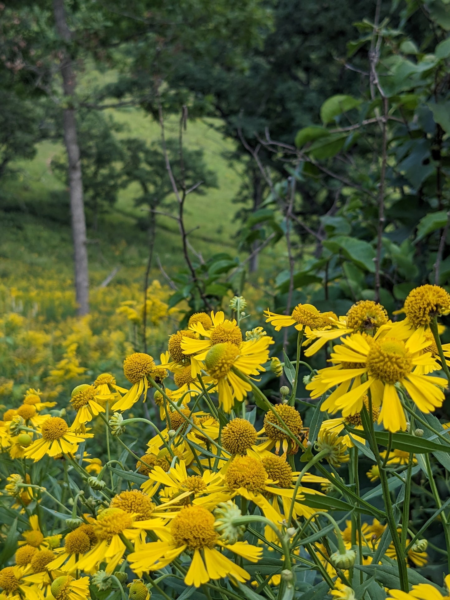 Helenium autumnale (sneezeweed)