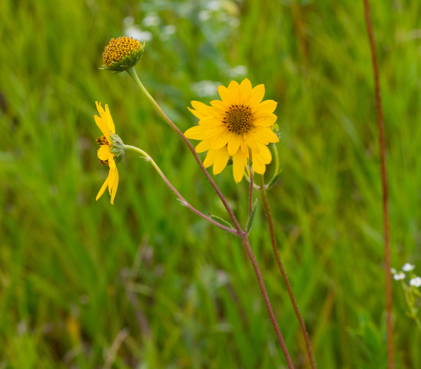 Helianthus occidentalis (western sunflower)