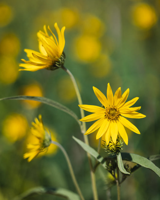 Helianthus occidentalis (western sunflower)