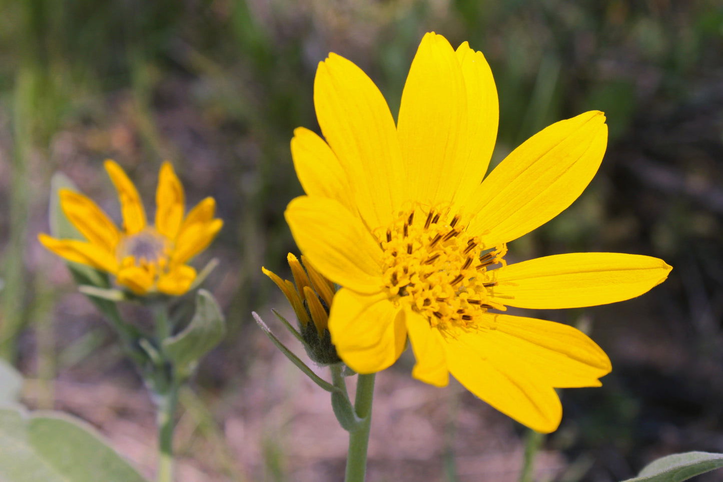 Helianthus occidentalis (western sunflower)